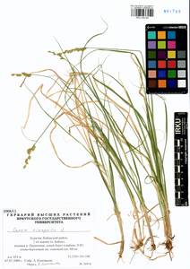 Carex elongata L., Siberia, Baikal & Transbaikal region (S4) (Russia)
