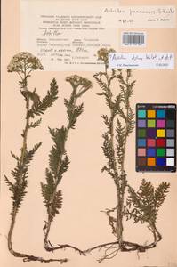 Achillea distans Waldst. & Kit. ex Willd., Eastern Europe, West Ukrainian region (E13) (Ukraine)