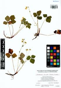 Geum ternatum subsp. ternatum, Siberia, Baikal & Transbaikal region (S4) (Russia)