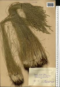 Festuca valesiaca Schleich. ex Gaudin, Eastern Europe, North Ukrainian region (E11) (Ukraine)