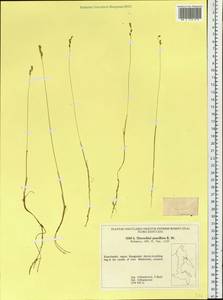 Anthoxanthum arcticum Veldkamp, Siberia, Chukotka & Kamchatka (S7) (Russia)