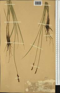Carex paniculata L., Western Europe (EUR) (Germany)
