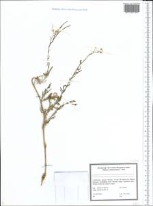 Brassicaceae, Middle Asia, Pamir & Pamiro-Alai (M2) (Uzbekistan)