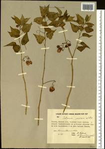 Solanum dulcamara L., Siberia, Yakutia (S5) (Russia)