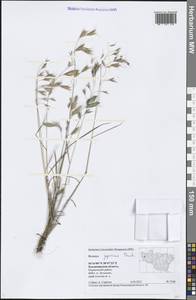 Bromus japonicus Houtt., Eastern Europe, Central region (E4) (Russia)