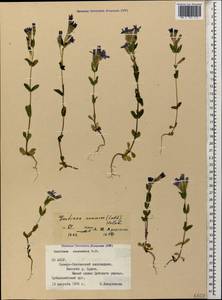 Gentianella caucasea (Loddiges ex Sims) J. Holub, Caucasus, North Ossetia, Ingushetia & Chechnya (K1c) (Russia)