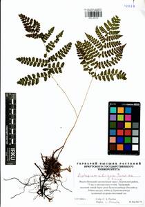 Diplazium sibiricum (Turcz. ex Kunze) Sa.Kurata, Siberia, Western Siberia (S1) (Russia)