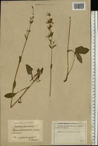 Swertia perennis L., Eastern Europe, Latvia (E2b) (Latvia)