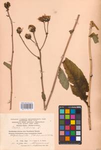 Crepis sibirica L., Siberia, Western Siberia (S1) (Russia)
