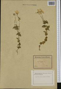 Viola cornuta L., Western Europe (EUR) (France)