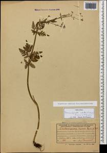 Tamamschjanella cruciata (Bornm. & H. Wolff) Pimenov & Zakharova, Caucasus, Georgia (K4) (Georgia)
