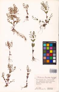 MHA 0 160 122, Veronica heureka (M. A. Fisch.) Tzvelev, Eastern Europe, Lower Volga region (E9) (Russia)