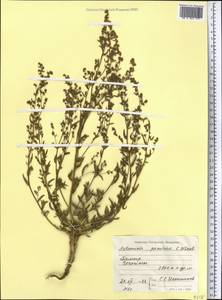 Artemisia pamirica C. Winkl., Middle Asia, Pamir & Pamiro-Alai (M2) (Tajikistan)