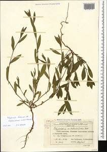 Polygonum bellardii All., Caucasus, Azerbaijan (K6) (Azerbaijan)