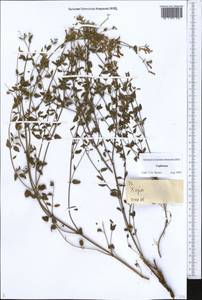 Lamiaceae, Middle Asia, Pamir & Pamiro-Alai (M2) (Tajikistan)