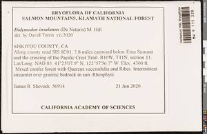 Vinealobryum insulanum (De Not.) R.H. Zander, Bryophytes, Bryophytes - America (BAm) (United States)