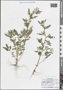 Oxybasis glauca (L.) S.Fuentes, Uotila & Borsch, Eastern Europe, Middle Volga region (E8) (Russia)