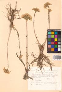 Rhodiola lievenii (Ledeb.) Long Huang & J.Q.Zhang, Middle Asia, Caspian Ustyurt & Northern Aralia (M8) (Kazakhstan)