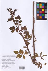 Rosa balsamica Besser, Eastern Europe, Rostov Oblast (E12a) (Russia)