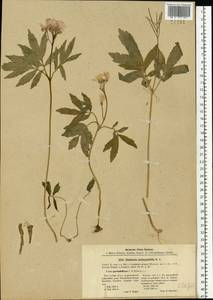 Cardamine quinquefolia (M.Bieb.) Schmalh., Eastern Europe, North Ukrainian region (E11) (Ukraine)