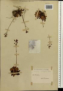 Saxifraga paniculata subsp. cartilaginea (Willd.) D. A. Webb, Caucasus (no precise locality) (K0)
