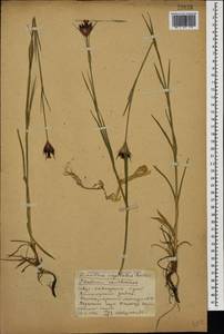 Dianthus capitatus, Caucasus, Stavropol Krai, Karachay-Cherkessia & Kabardino-Balkaria (K1b) (Russia)