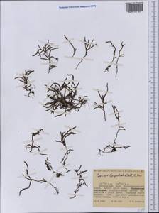 Cassiope lycopodioides (Pall.) D. Don, Siberia, Russian Far East (S6) (Russia)