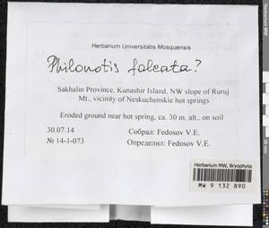 Philonotis falcata (Hook.) Mitt., Bryophytes, Bryophytes - Russian Far East (excl. Chukotka & Kamchatka) (B20) (Russia)