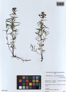 Scutellaria scordiifolia Fisch. ex Schrank, Siberia, Altai & Sayany Mountains (S2) (Russia)