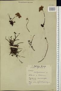 Phedimus hybridus (L.) 't Hart, Eastern Europe, Eastern region (E10) (Russia)