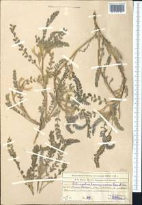Astragalus lanuginosus Kar. & Kir., Middle Asia, Muyunkumy, Balkhash & Betpak-Dala (M9) (Kazakhstan)