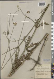 Cephalaria transsylvanica (L.) Schrad. ex Roem. & Schult., Caucasus, Dagestan (K2) (Russia)