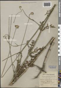 Cephalaria transsylvanica (L.) Schrad. ex Roem. & Schult., Caucasus, Azerbaijan (K6) (Azerbaijan)