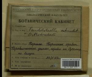 Pseudoleskeella catenulata (Brid. ex Schrad.) Kindb., Bryophytes, Bryophytes - Middle Asia & Kazakhstan (B16) (Kyrgyzstan)