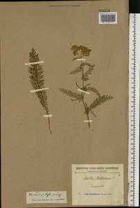 Achillea millefolium L., Eastern Europe (no precise locality) (E0) (Not classified)