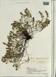 Thymus × dimorphus Klokov & Des.-Shost., Eastern Europe, Central forest-and-steppe region (E6) (Russia)
