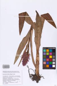 Dactylorhiza majalis subsp. baltica (Klinge) H.Sund., Eastern Europe, Western region (E3) (Russia)