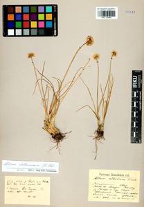 Allium stellerianum Willd., Siberia, Altai & Sayany Mountains (S2) (Russia)