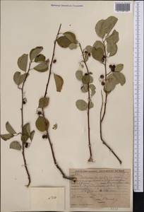 Cotoneaster, Middle Asia, Western Tian Shan & Karatau (M3) (Kyrgyzstan)