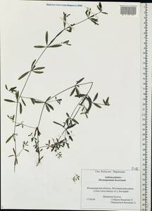 Galium palustre L., Eastern Europe, Central region (E4) (Russia)