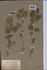 Atriplex flabellum Bunge ex Boiss., Middle Asia, Syr-Darian deserts & Kyzylkum (M7) (Uzbekistan)