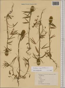 Trifolium angustifolium L., Western Europe (EUR) (Spain)