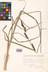 Carex acutiformis Ehrh., Eastern Europe, Lithuania (E2a) (Lithuania)