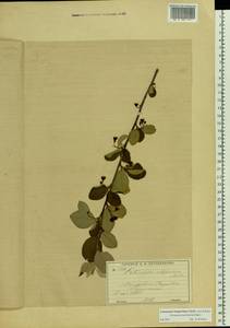 Cotoneaster integerrimus Medik., Eastern Europe, Moscow region (E4a) (Russia)