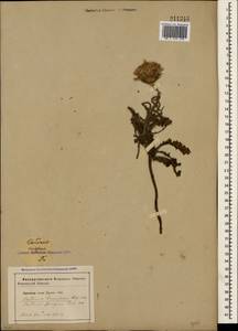 Carduus hamulosus Ehrh., Crimea (KRYM) (Russia)