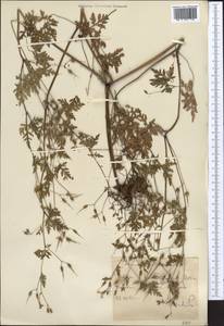 Geranium robertianum L., Middle Asia, Western Tian Shan & Karatau (M3) (Uzbekistan)