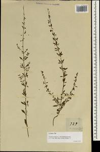 Scoparia dulcis L., South Asia, South Asia (Asia outside ex-Soviet states and Mongolia) (ASIA) (Philippines)