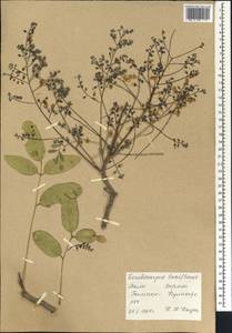 Lonchocarpus laxiflorus Guill. & Perr., Africa (AFR) (Mali)