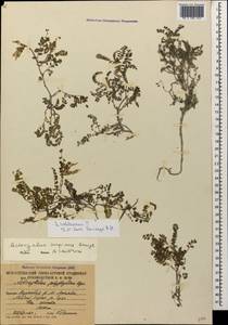 Astragalus humifusus Willd., Caucasus, South Ossetia (K4b) (South Ossetia)