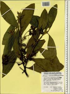 Acacia auriculiformis A.Cunn. ex Benth., South Asia, South Asia (Asia outside ex-Soviet states and Mongolia) (ASIA) (Thailand)